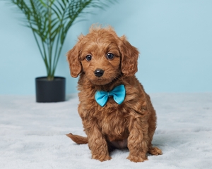 Jazzi Cavapoo puppy